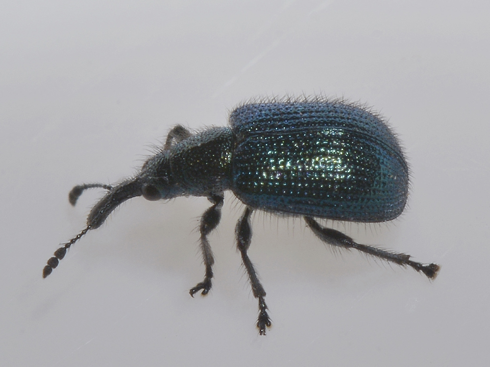 Involvulus o Neocoenorrhinus (Rhynchitidae)